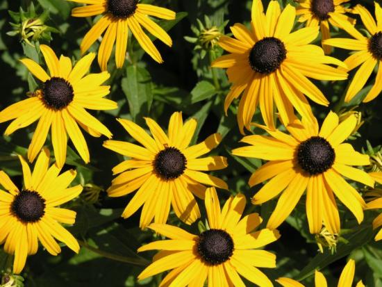 rudbeckia