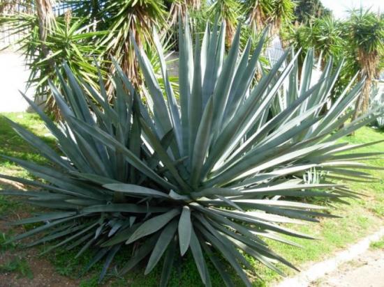 Agave azul