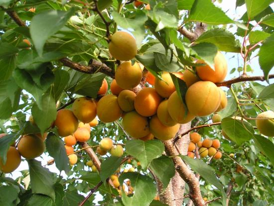 Frutificação após poda