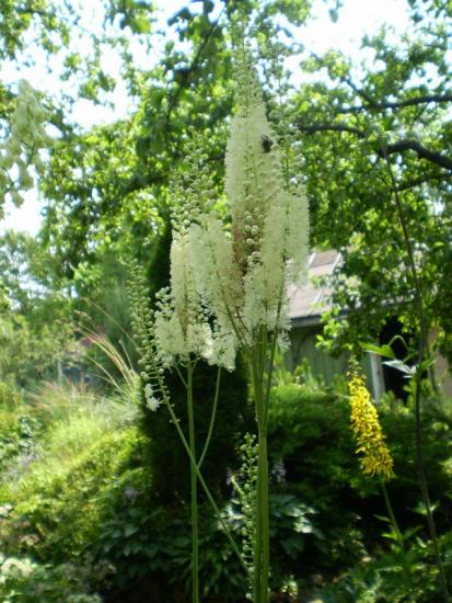 Cosimifuga racemosus no jardim