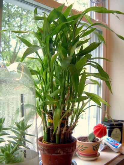 Dracaena