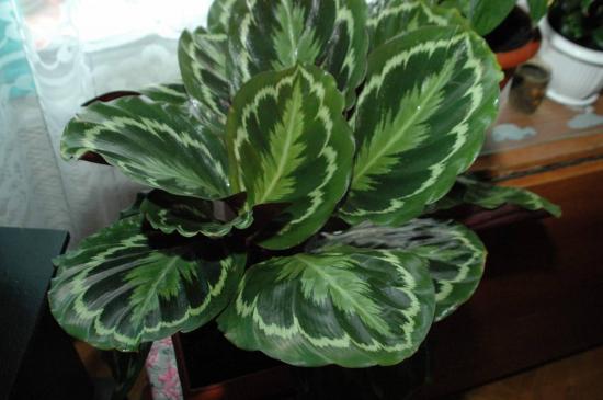 Calathea