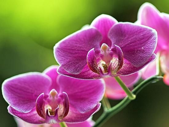 Orquídeas no jardim