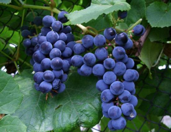 Uvas "O Mistério de Sharov"