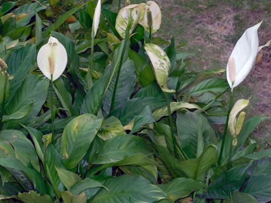 Spathiphyllum