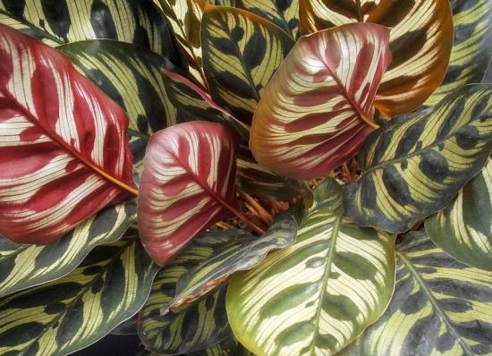 Calathea em casa