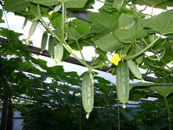 Pepinos em uma treliça