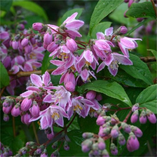 Flores Deutia rosea