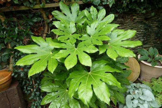 Crescendo fatsia