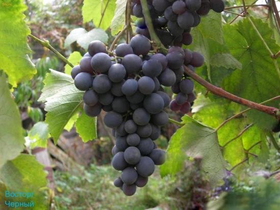 Uvas Delícia preta