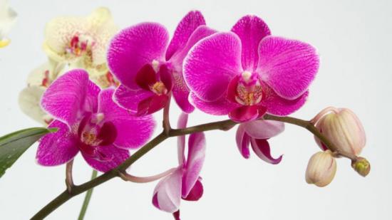 Orquídea Phalaenopsis