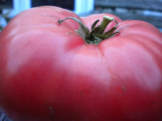 Mistério do tomate da natureza