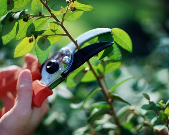 Poda de frutas cítricas de interior