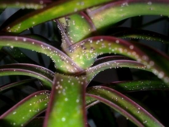 Doenças de Dracena