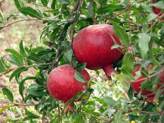 Fruta romã