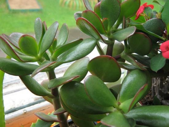 Crassula