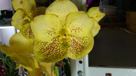 Vanda Orquídea