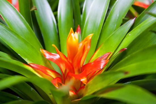 Guzmania florescendo