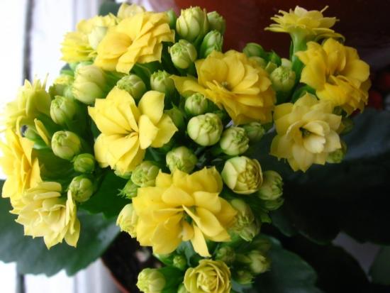 Kalanchoe amarelo