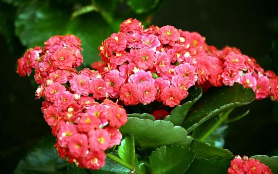 Kalanchoe em uma panela