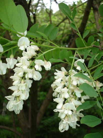 Robinia ou pseudoacácia