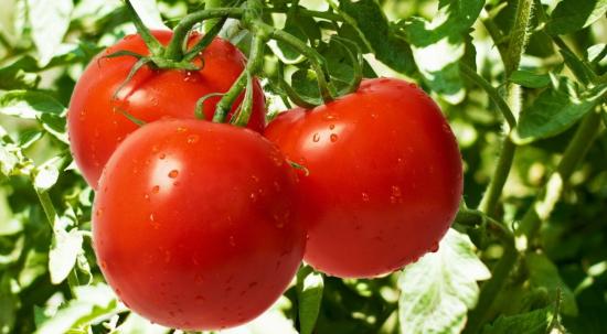 Tomates de mudas caseiras