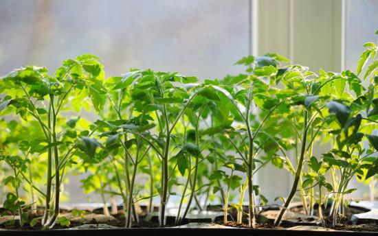 Mudas de tomate no peitoril da janela