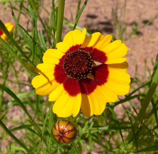 Coreopsis