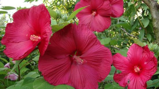 Hibisco do pântano no jardim