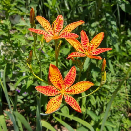 Flor Belamkanda chinensis