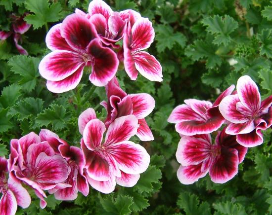 Pelargonium dividido por estacas