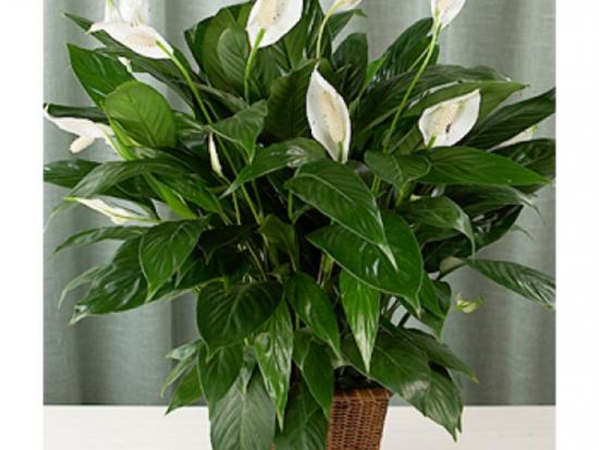 Cuidados com Spathiphyllum