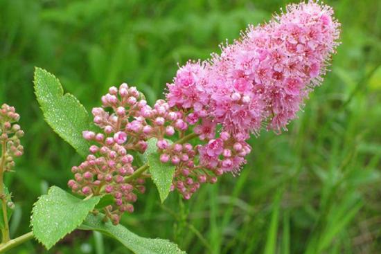 Spirea 