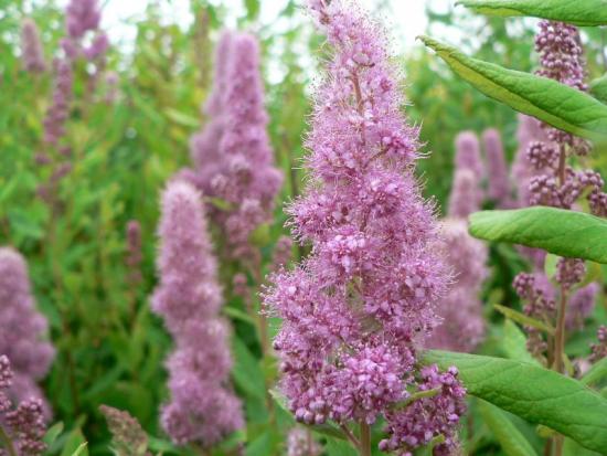 Spirea douglas