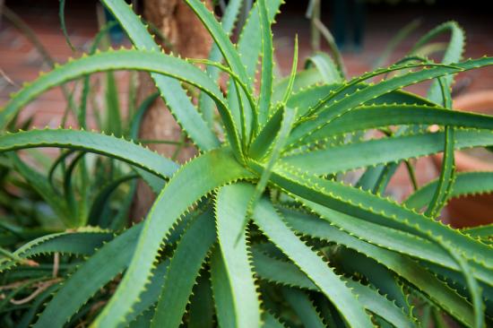 Aloe caseiro