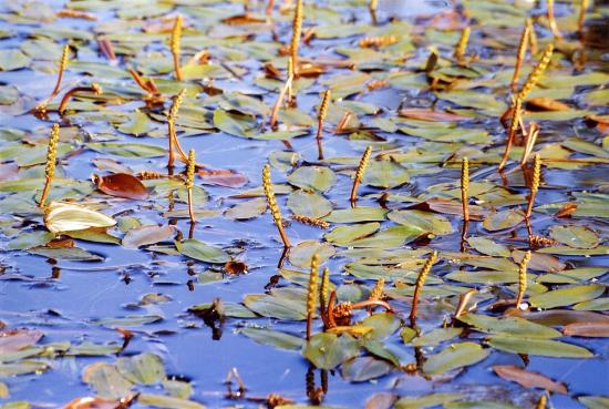 Pondweed flutuando