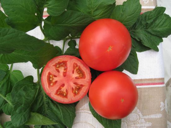 Variedades indeterminadas de tomate