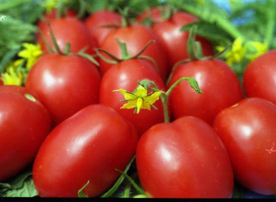 Tomates cultivados em estufa