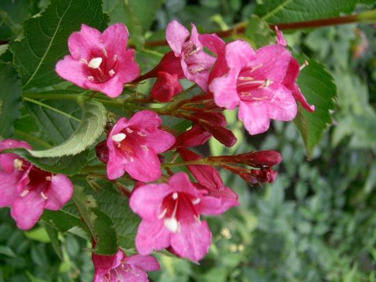 Weigela japonesa