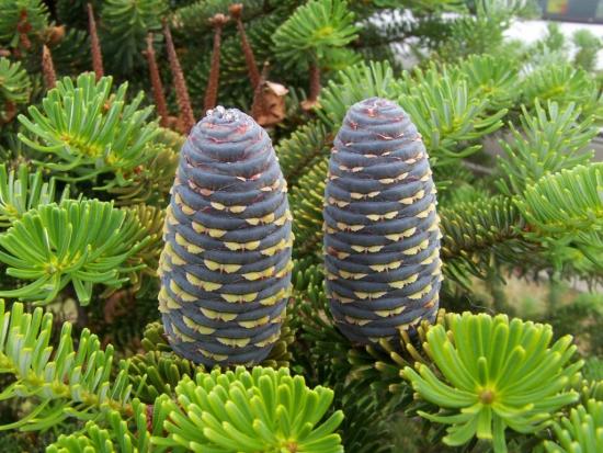 Cones de abeto