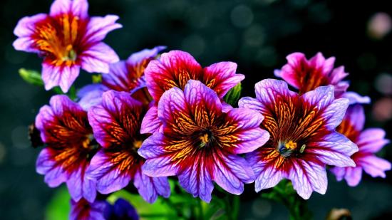 Salpiglossis