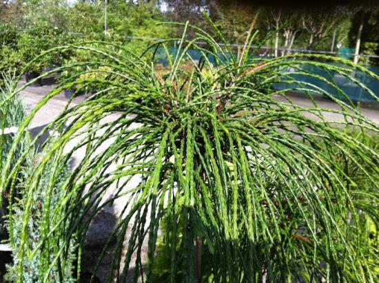 Thuja Vipcord dobrado