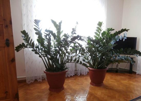 Zamioculcas, ramos