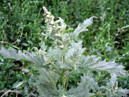 Planta de quinoa