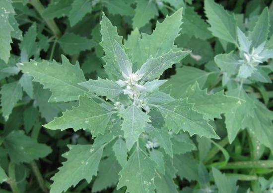 Planta de quinoa