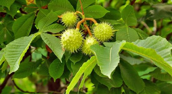 Frutificação da castanha