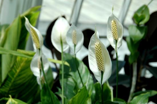 Spathiphyllum