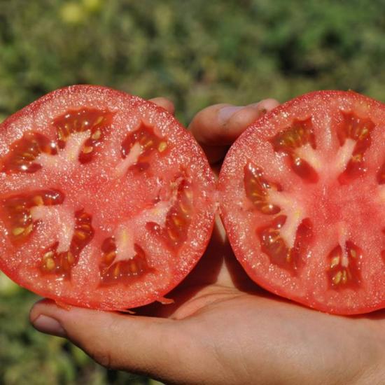 Barcaça de tomate f1