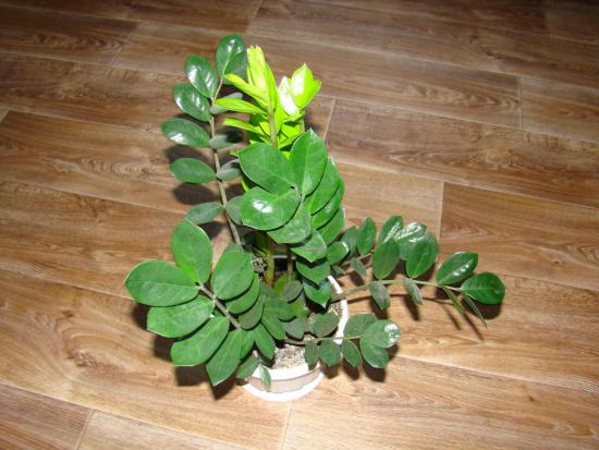 Zamioculcas