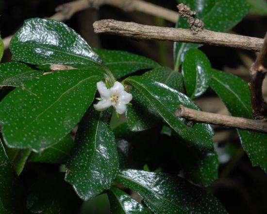 Detalhe de Carmona parvifolia